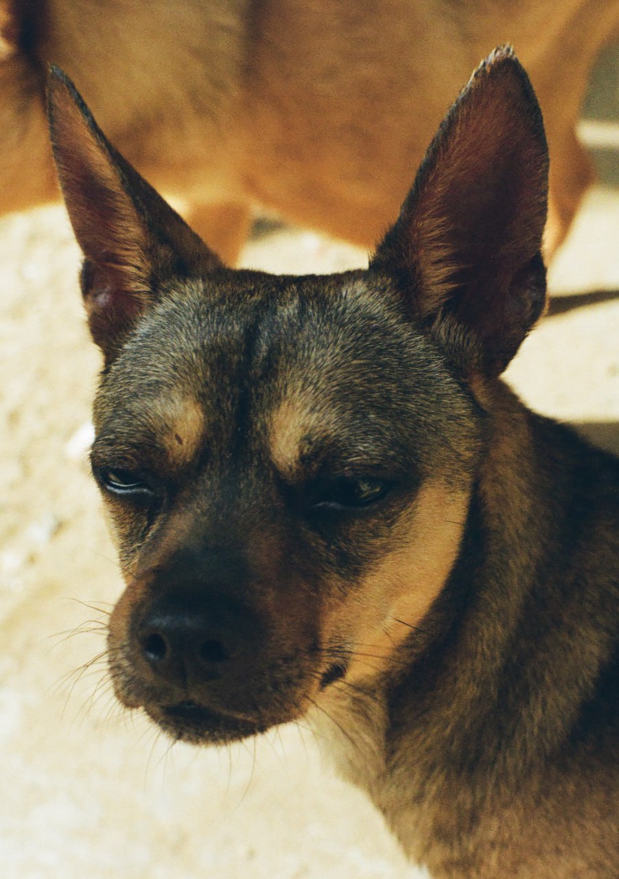A small rescue dog with alert ears and knowing eyes