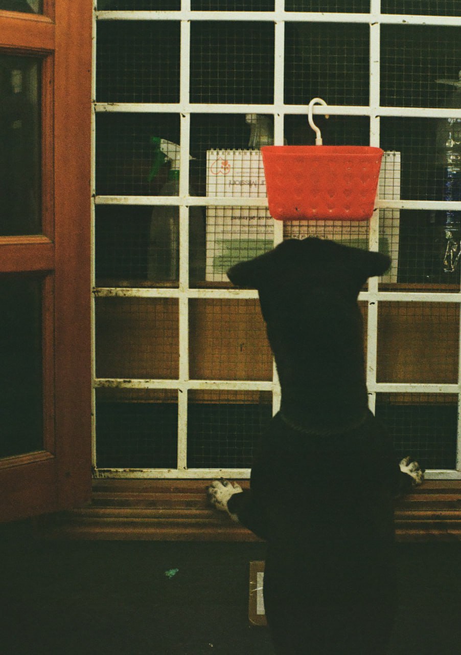 A dog peers through a window grate, looking for a way in