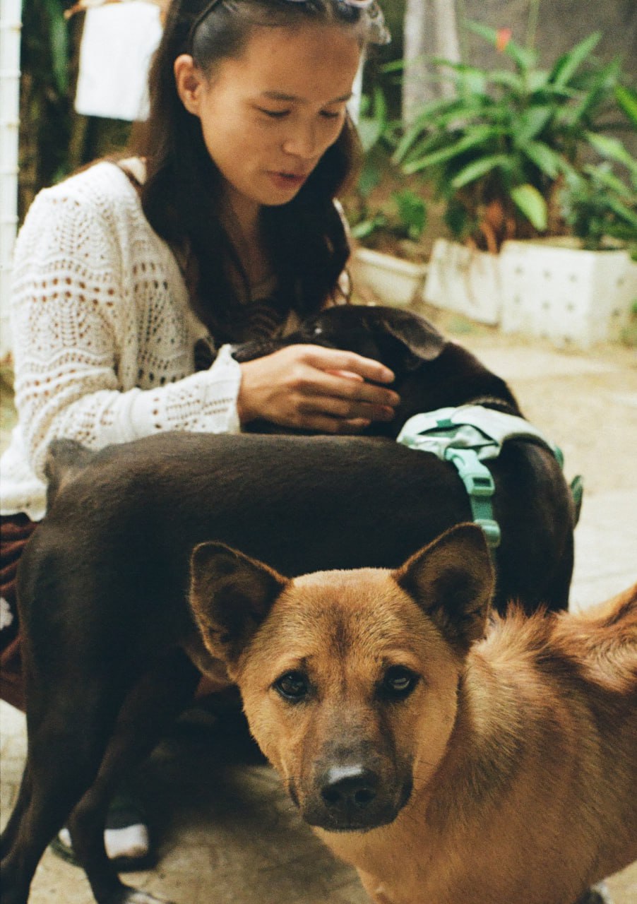 A volunteer with two rescue dogs in the shelter courtyard
