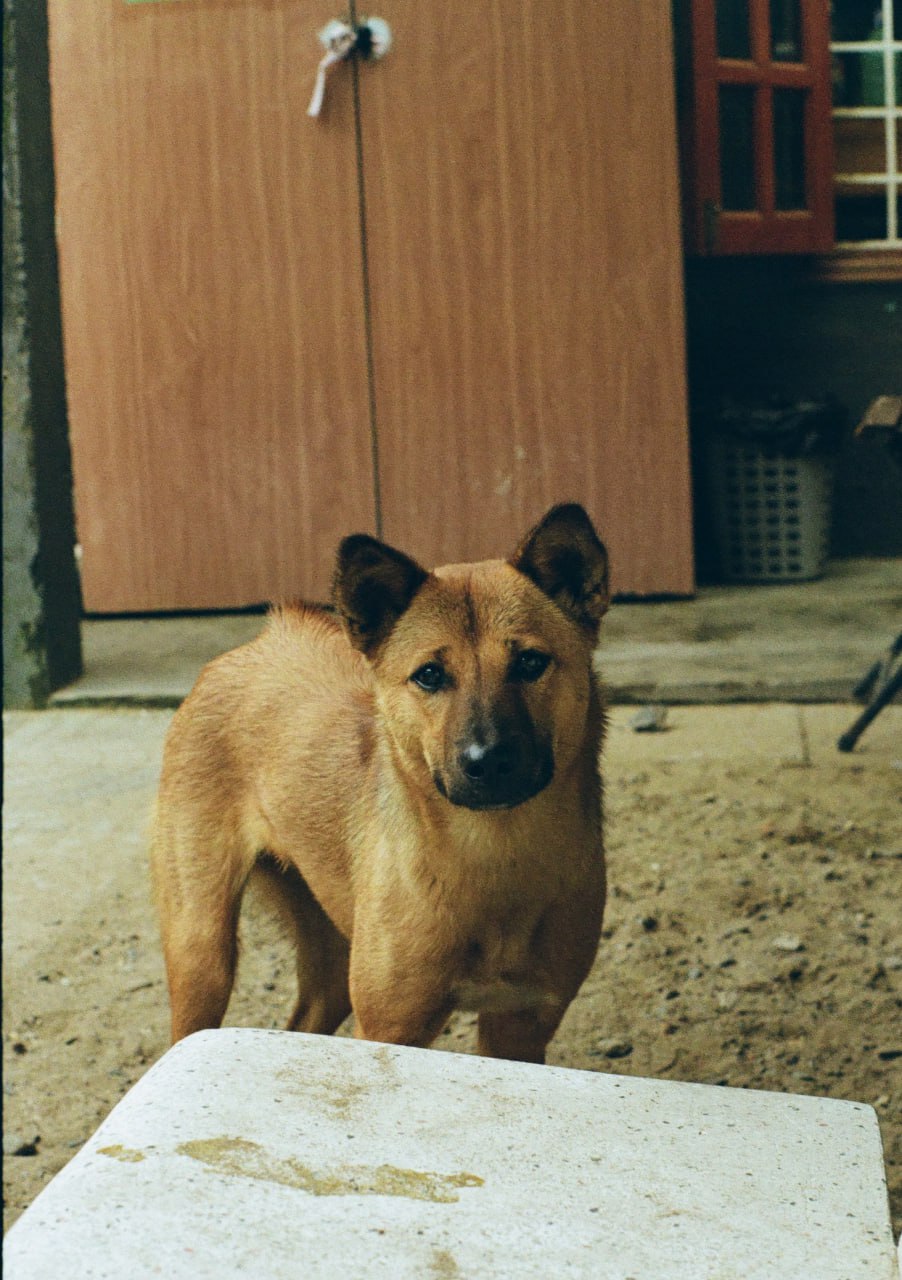A young rescue pup standing cautiously on bare ground