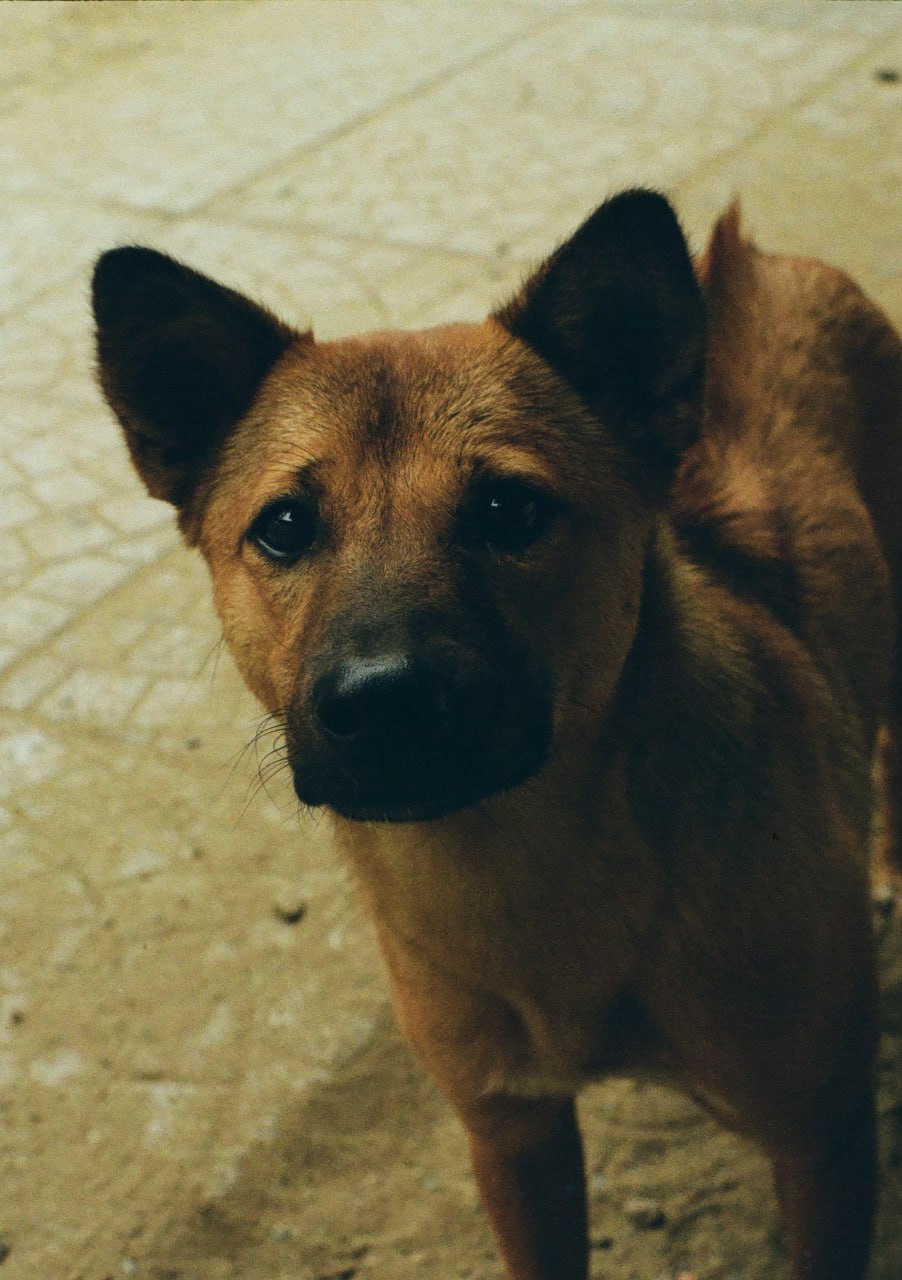 A rescue pup looking up with soulful, trusting eyes